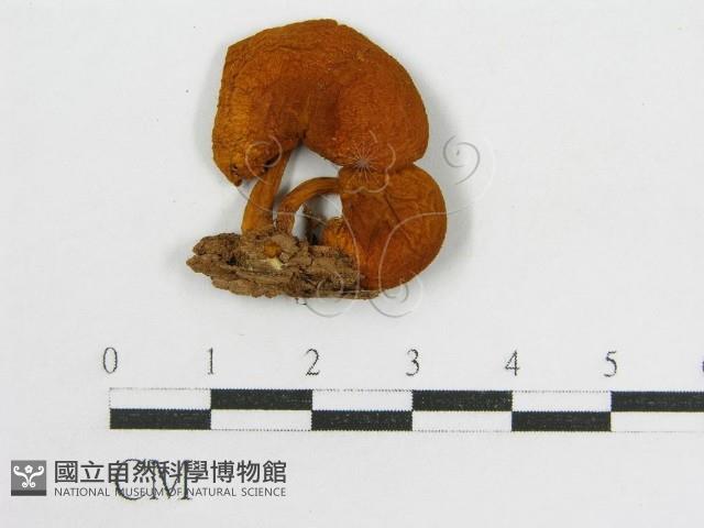 登錄號:F0016394藏品圖，第1張