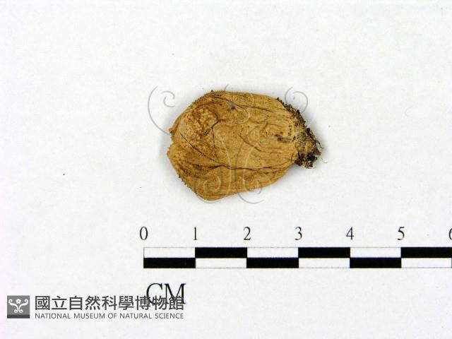 登錄號:F0011394藏品圖，第1張