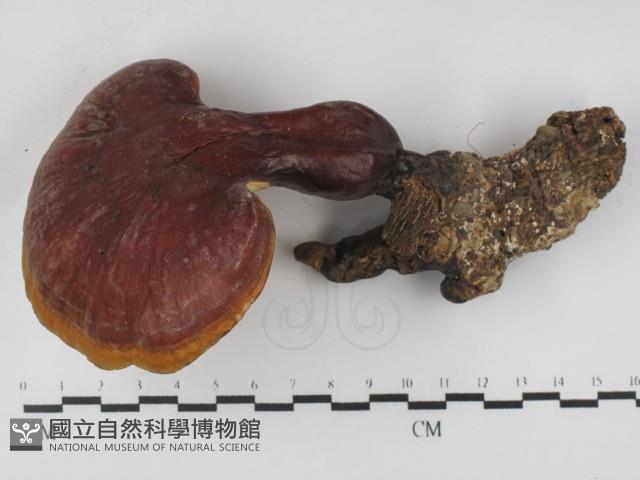 登錄號:F0031394藏品圖，第1張