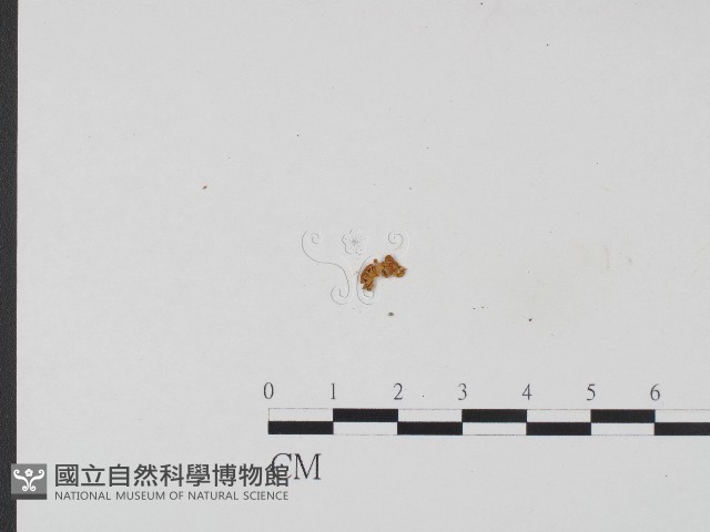 濕傘屬藏品圖，第1張