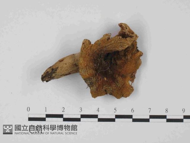 登錄號:F0014394藏品圖，第1張