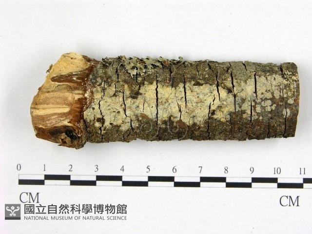 登錄號:F0022394藏品圖，第1張