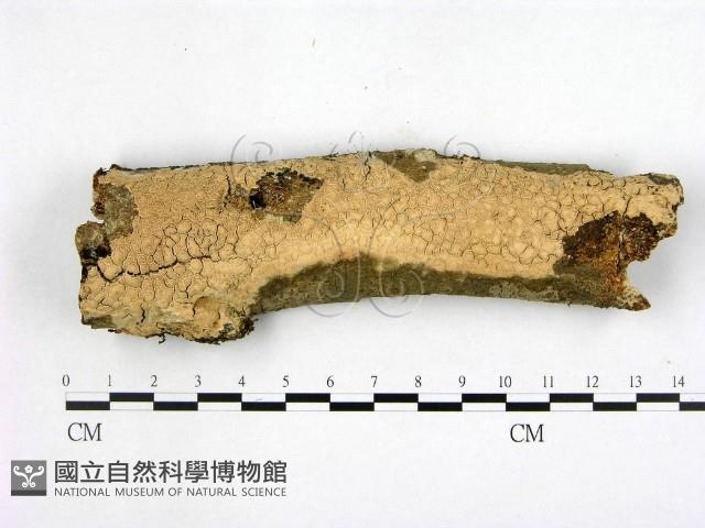 登錄號:F0002394藏品圖，第1張