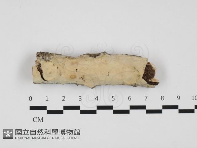 登錄號:F0032394藏品圖，第1張