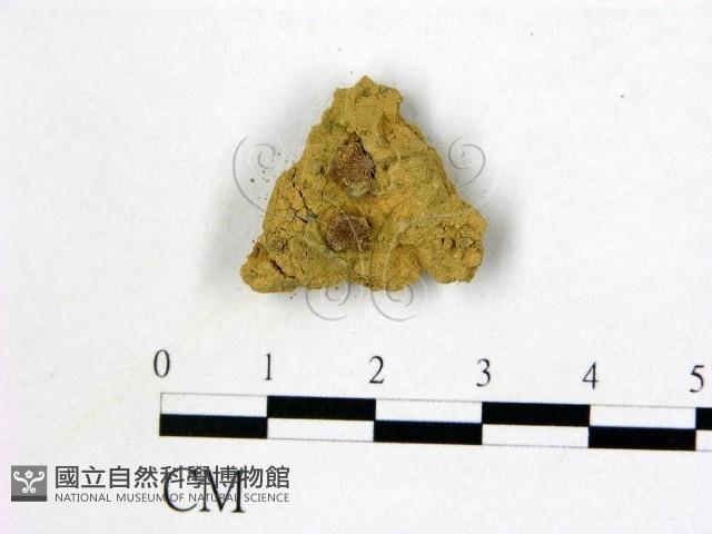 登錄號:F0005394藏品圖，第1張