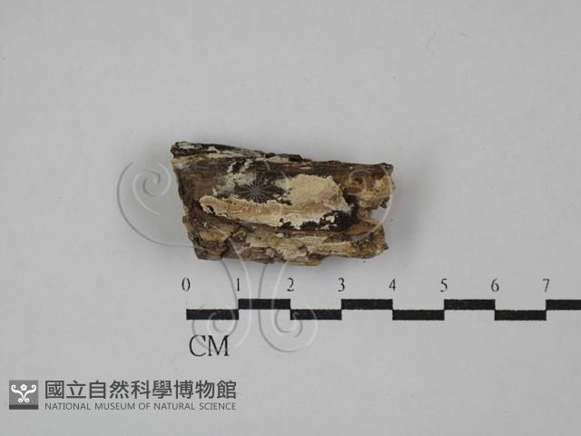 絲齒菌屬藏品圖，第1張