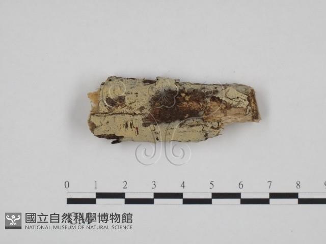 登錄號:F0009394藏品圖，第1張