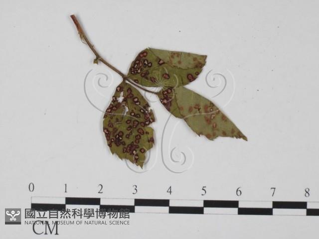登錄號:F0019394藏品圖，第1張