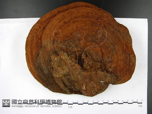 登錄號:F0023394藏品圖，第1張