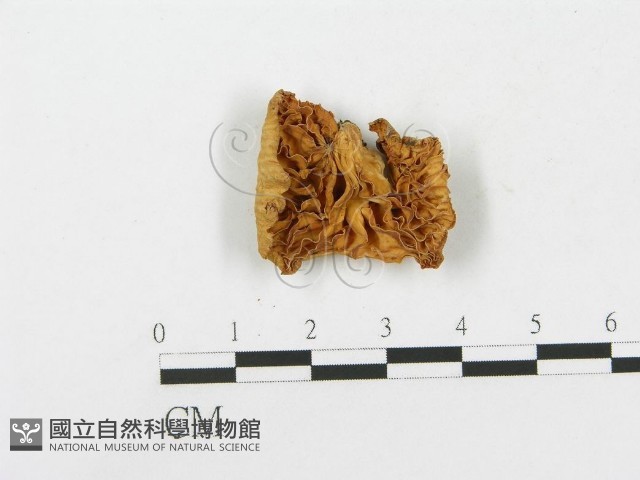 側耳屬藏品圖，第1張