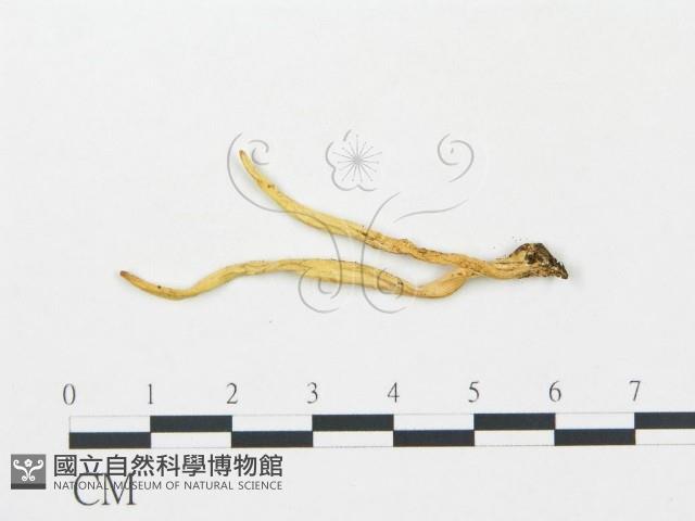 登錄號:F0013394藏品圖，第1張