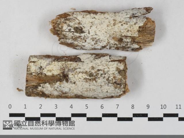 登錄號:F0033394藏品圖，第1張