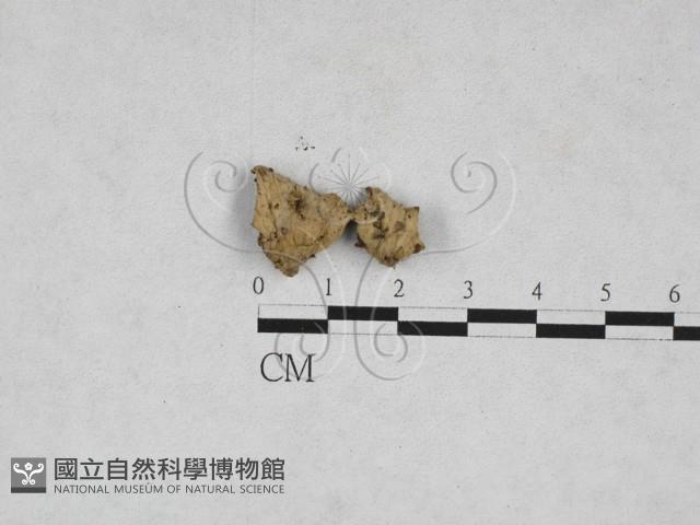 登錄號:F0028284藏品圖，第1張