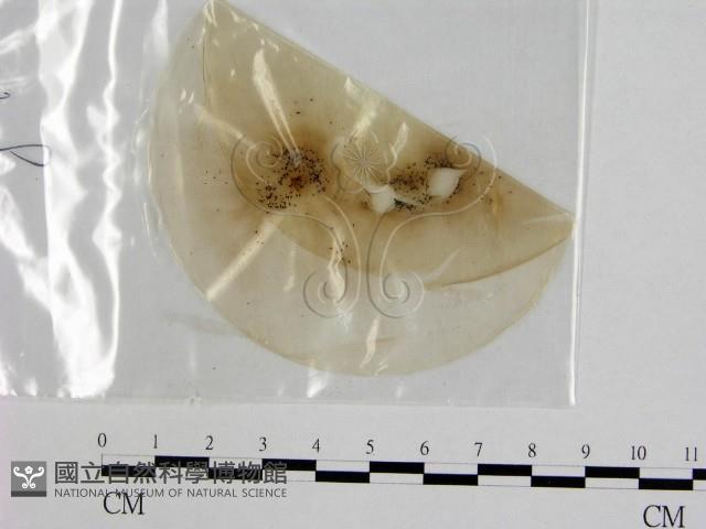 登錄號:F0008284藏品圖，第1張