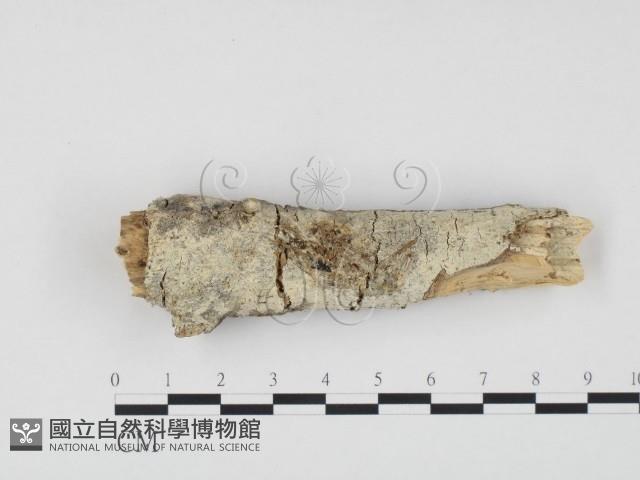 冇骨消絲齒菌藏品圖，第1張