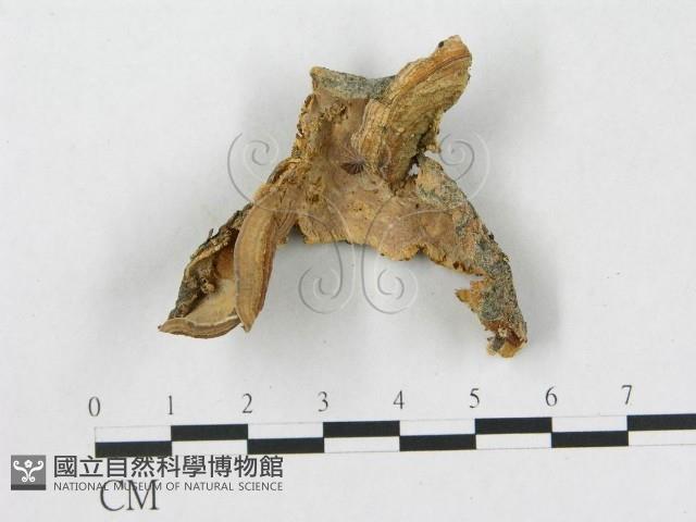 登錄號:F0010284藏品圖，第1張