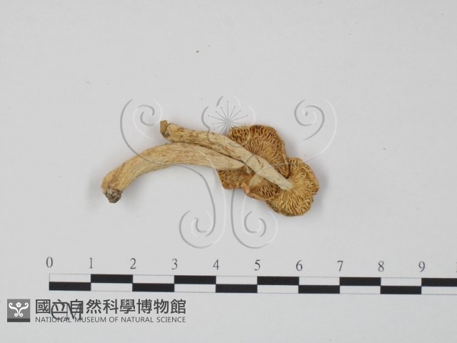 紅菇屬藏品圖，第1張