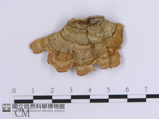 韌革菌屬藏品圖，第1張