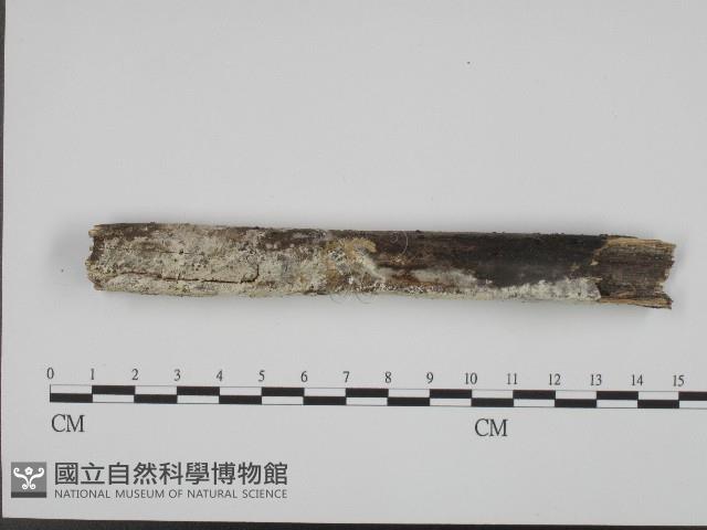 登錄號:F0004284藏品圖，第1張