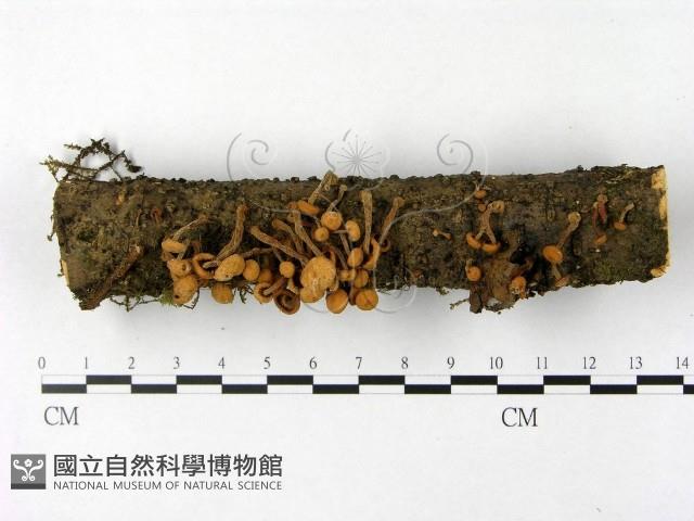 登錄號:F0014284藏品圖，第1張