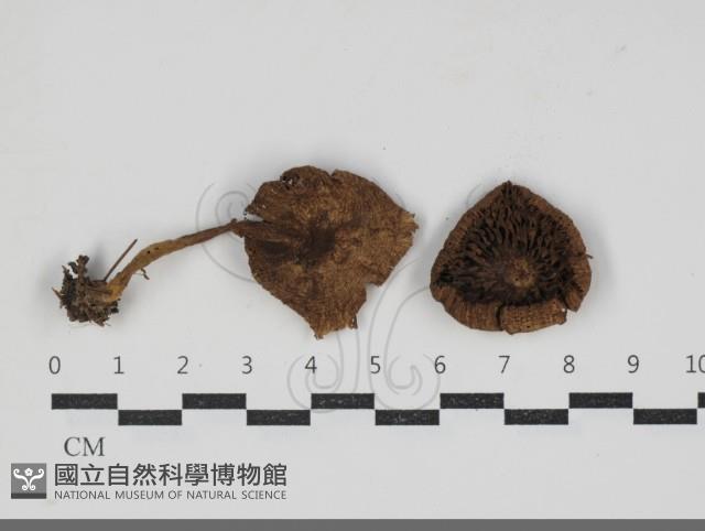 登錄號:F0034284藏品圖，第1張