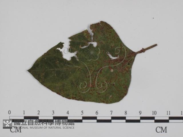 登錄號:F0012284藏品圖，第1張