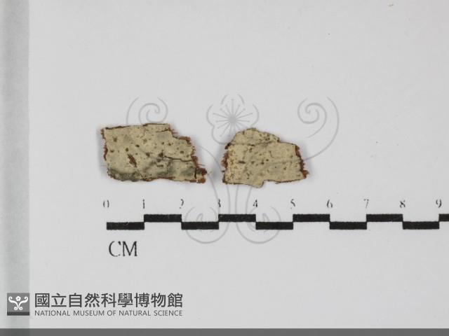 絲皮菌屬藏品圖，第1張