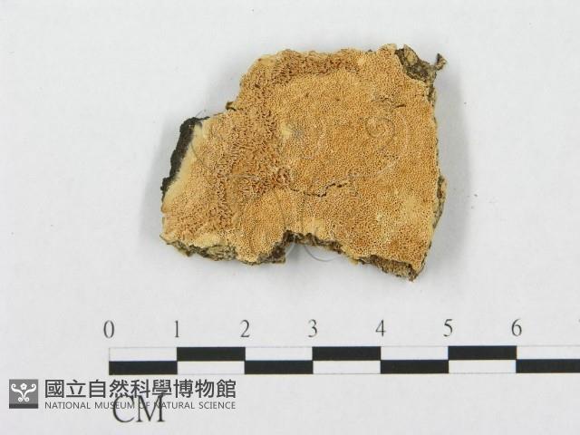 登錄號:F0007284藏品圖，第1張