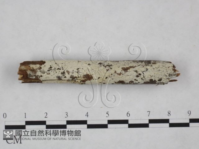 冇骨消絲齒菌藏品圖，第1張