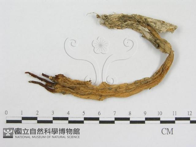 登錄號:F0005284藏品圖，第1張