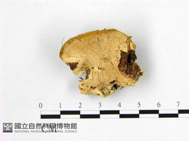 多年臥孔菌屬藏品圖，第1張