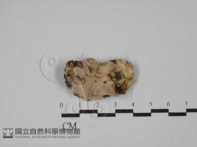 登錄號:F0029284藏品圖，第1張