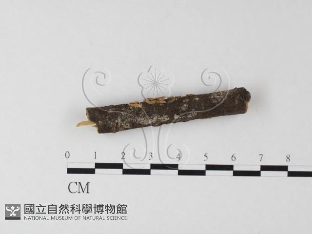 登錄號:F0009284藏品圖，第1張