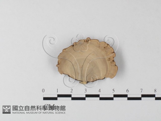 相鄰小孔菌藏品圖，第1張