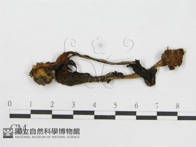 輻毛鬼傘藏品圖，第1張