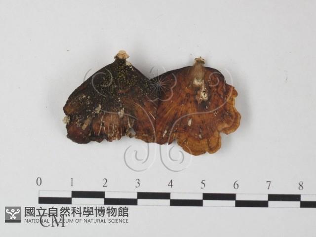 相鄰小孔菌藏品圖，第1張