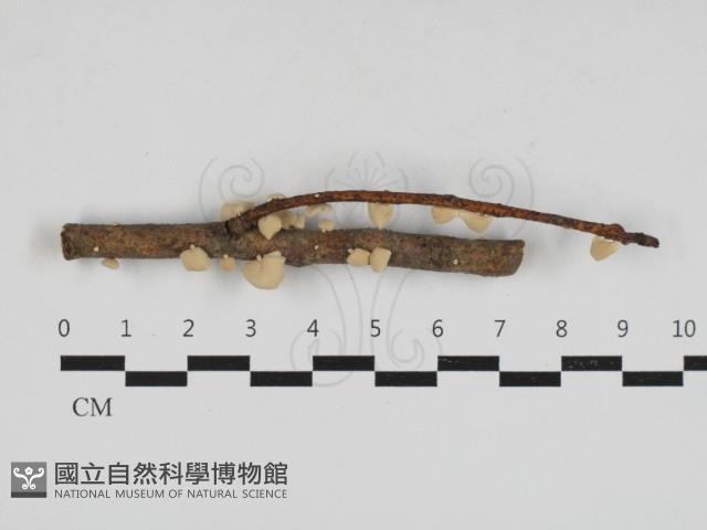 微皮傘屬藏品圖，第1張