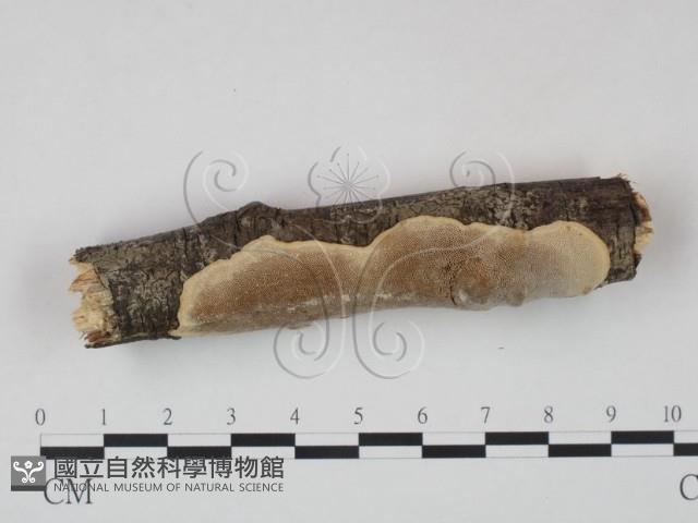 登錄號:F0008884藏品圖，第1張