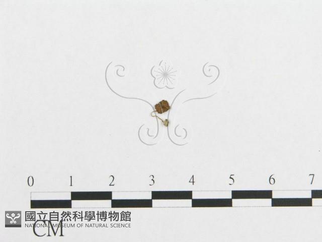 登錄號:F0010884藏品圖，第1張