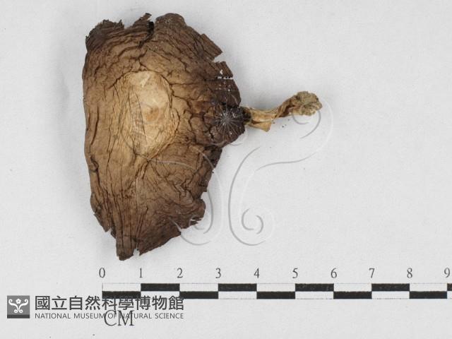 四孢蘑菇藏品圖，第1張