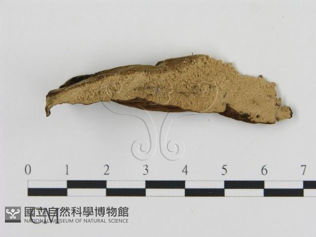 登錄號:F0006884藏品圖，第1張