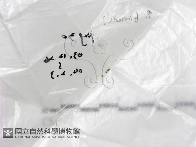 登錄號:F0016884藏品圖，第1張