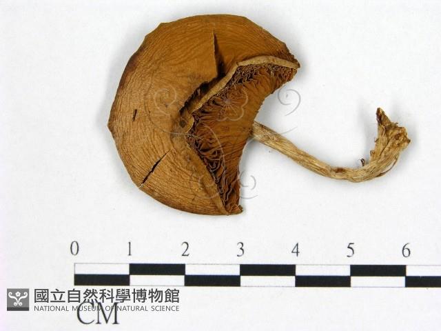 登錄號:F0021884藏品圖，第1張