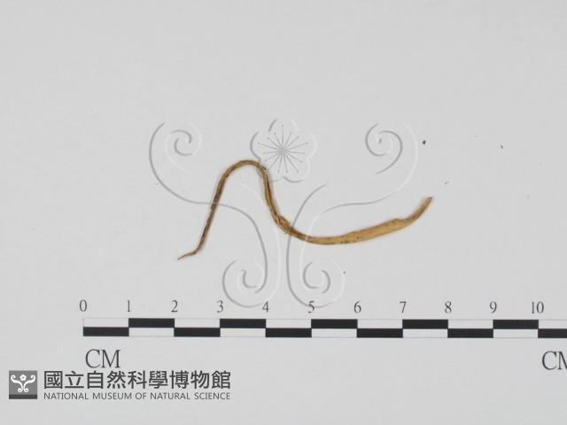 登錄號:F0011884藏品圖，第1張
