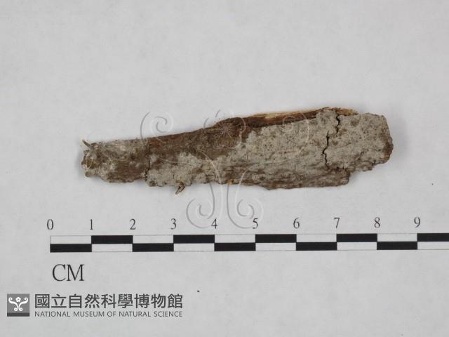 登錄號:F0024884藏品圖，第1張