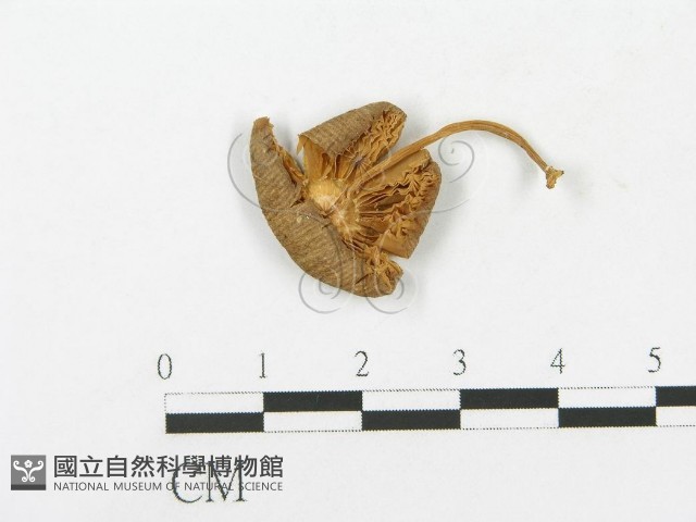 登錄號:F0004884藏品圖，第1張