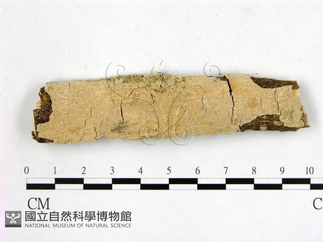 顯絲菌屬藏品圖，第1張