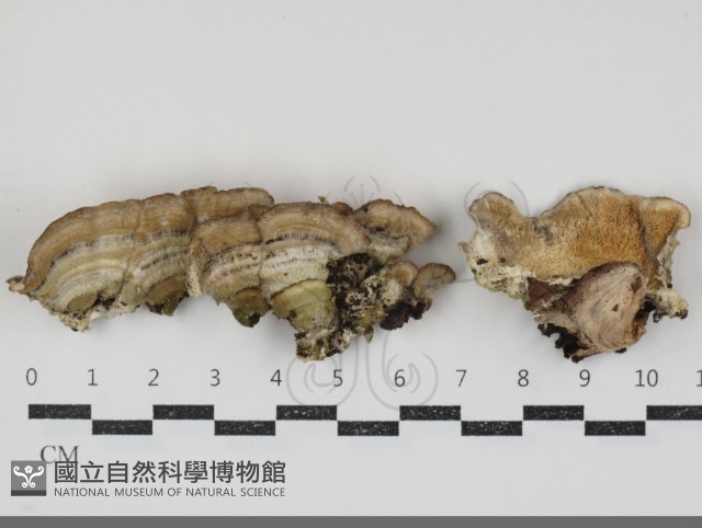 登錄號:F0034884藏品圖，第1張