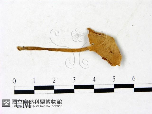 登錄號:F0022884藏品圖，第1張