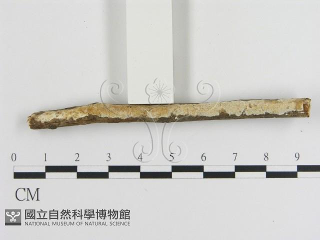 登錄號:F0007884藏品圖，第1張